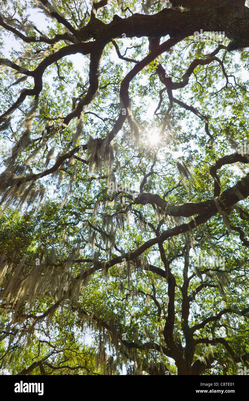 USA, Savannah, oak trees with spanish moss Stock Photo Alamy