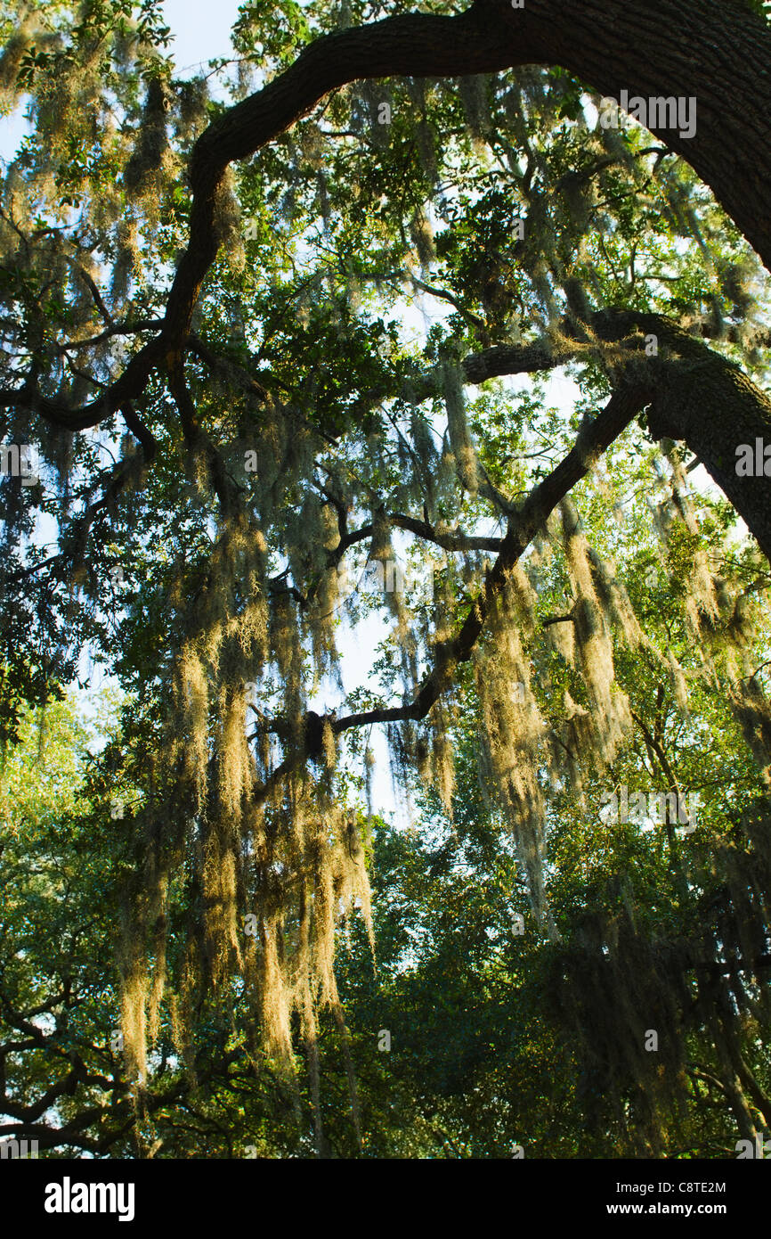 USA, Savannah, Oak trees with spanish moss Stock Photo Alamy