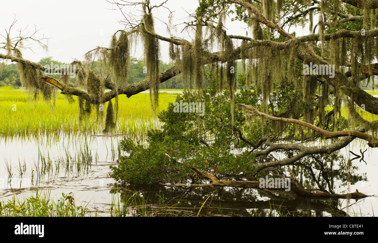 USA, South Carolina, Charleston, Oak trees with spanish moss over river