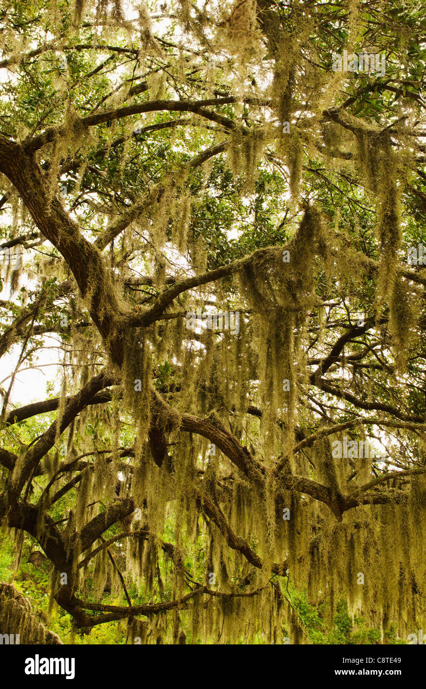 USA, South Carolina, Charleston, Oak trees with spanish moss Stock