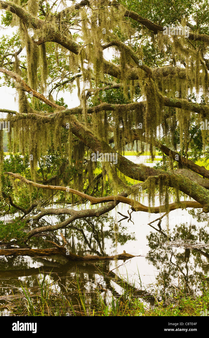 USA, South Carolina, Charleston, Oak trees with spanish moss Stock