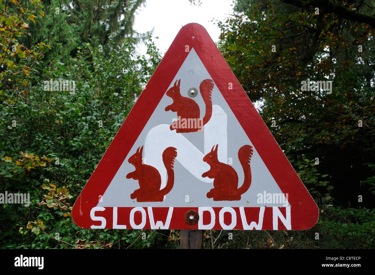 Road sIgns warning of rare red squirrels in the Lake District, UK Stock Photo