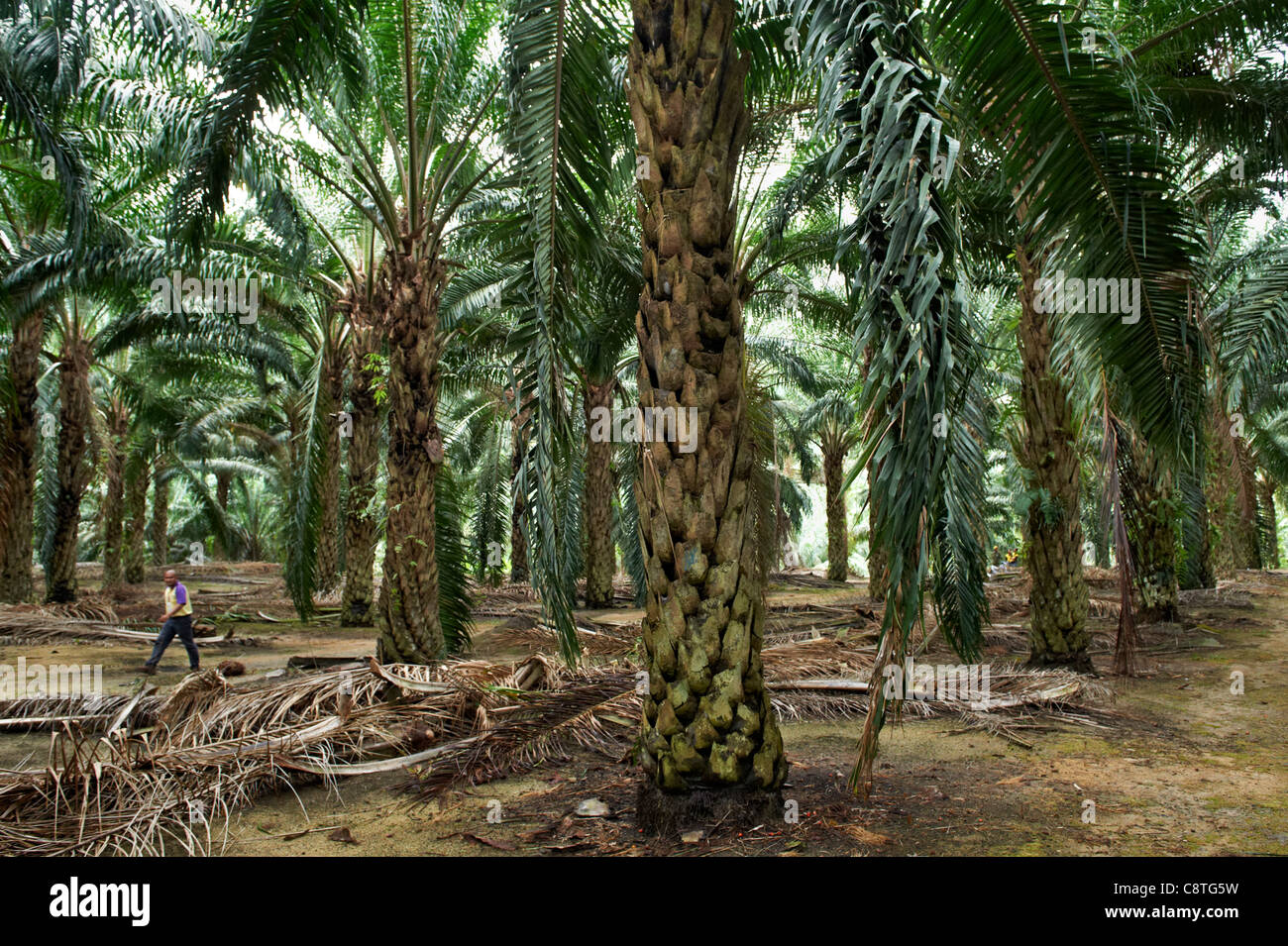 A view of towering palm trees in Johor with a man for contrast. Stock Photo