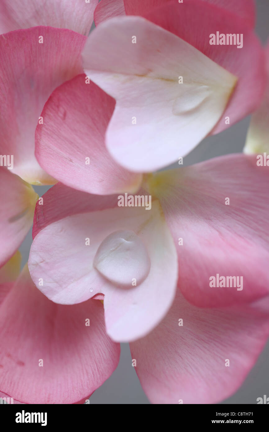 Flower Petal And Water Drop Stock Photo