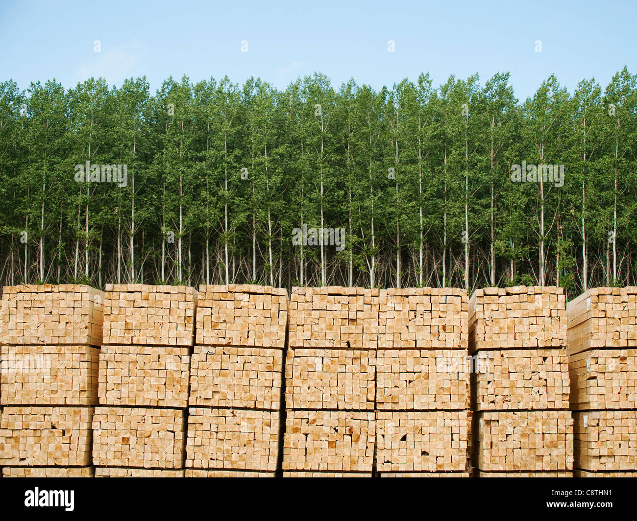 USA, Oregon, Boardman, Orderly stacks of timber in timber plantation