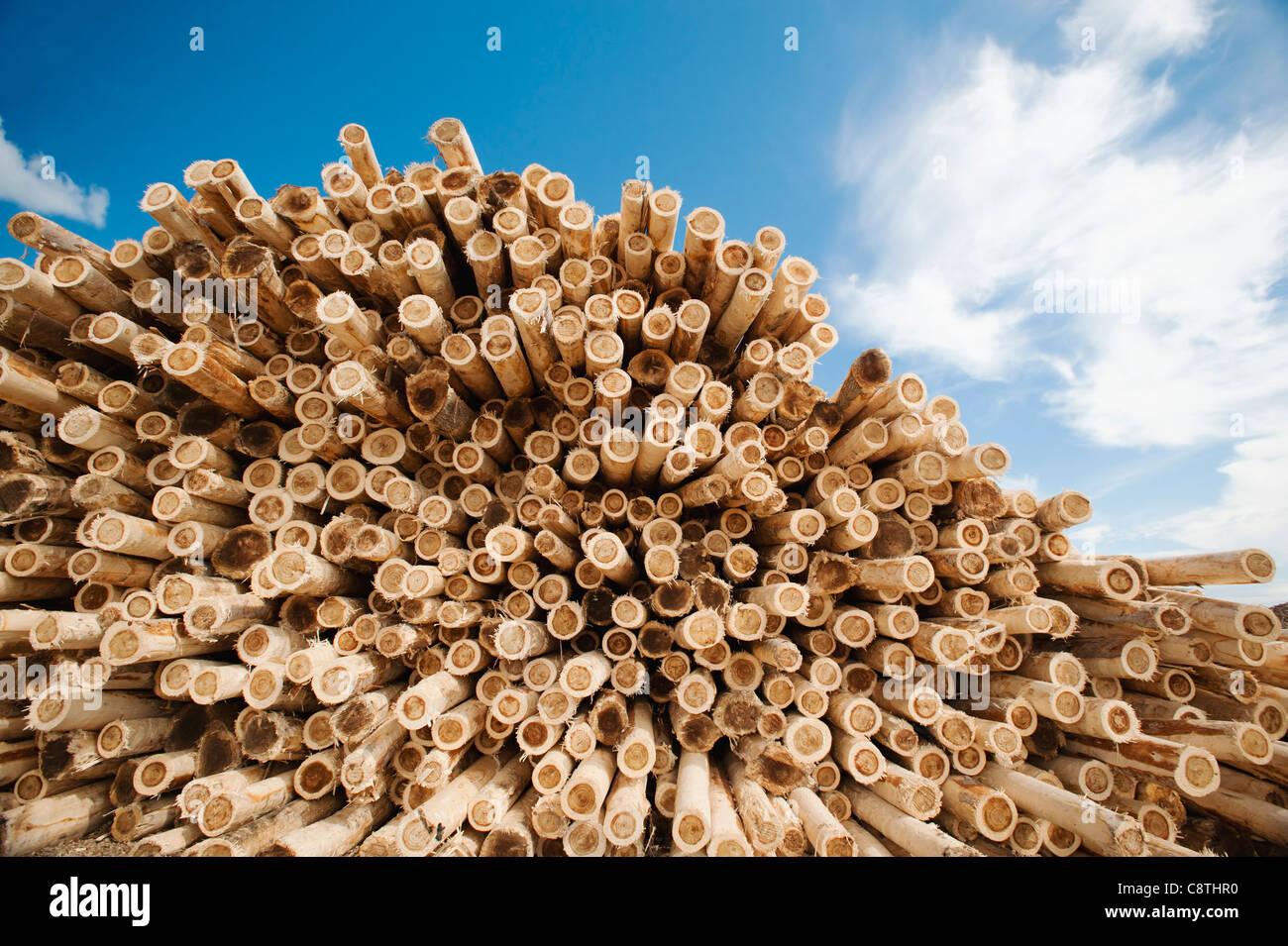 USA, Oregon, Boardman, Stack of timber against blue sky Stock Photo