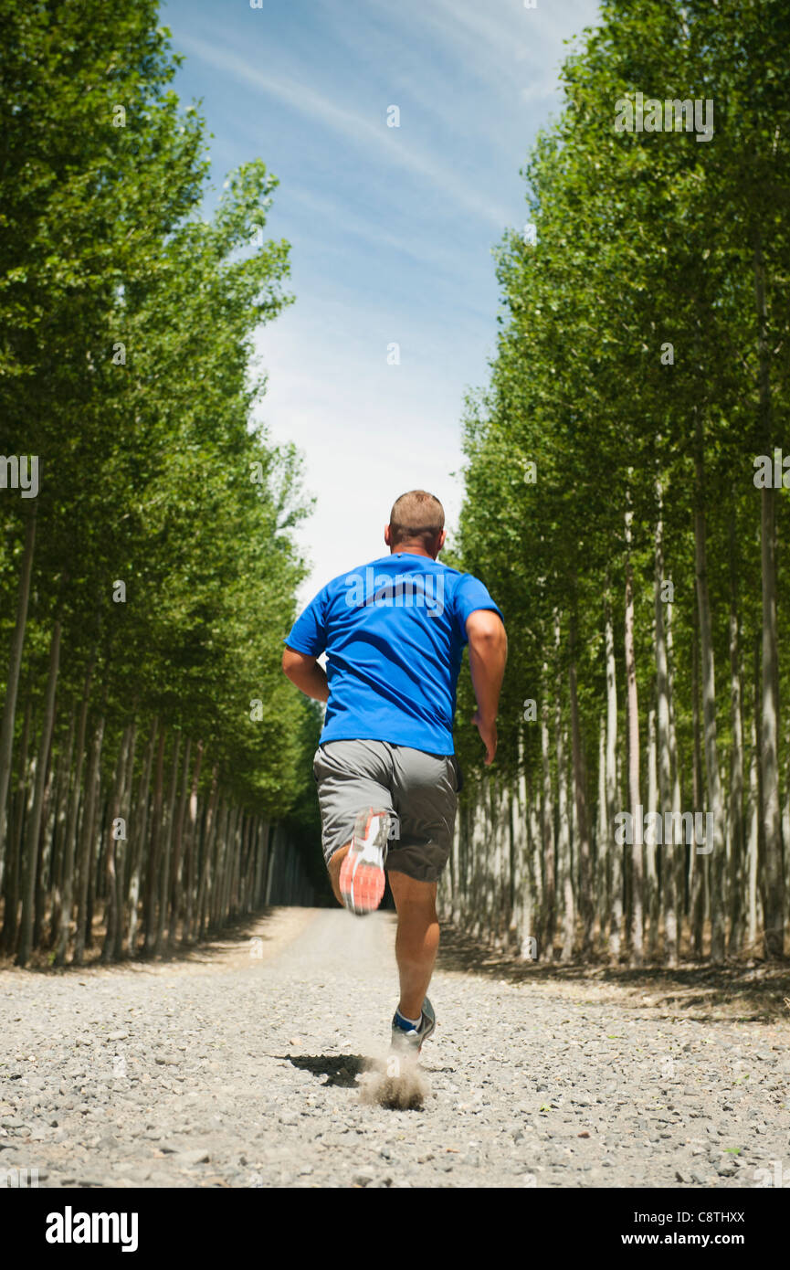 USA, Oregon, Boardman, Man running between rows of poplar trees in tree ...