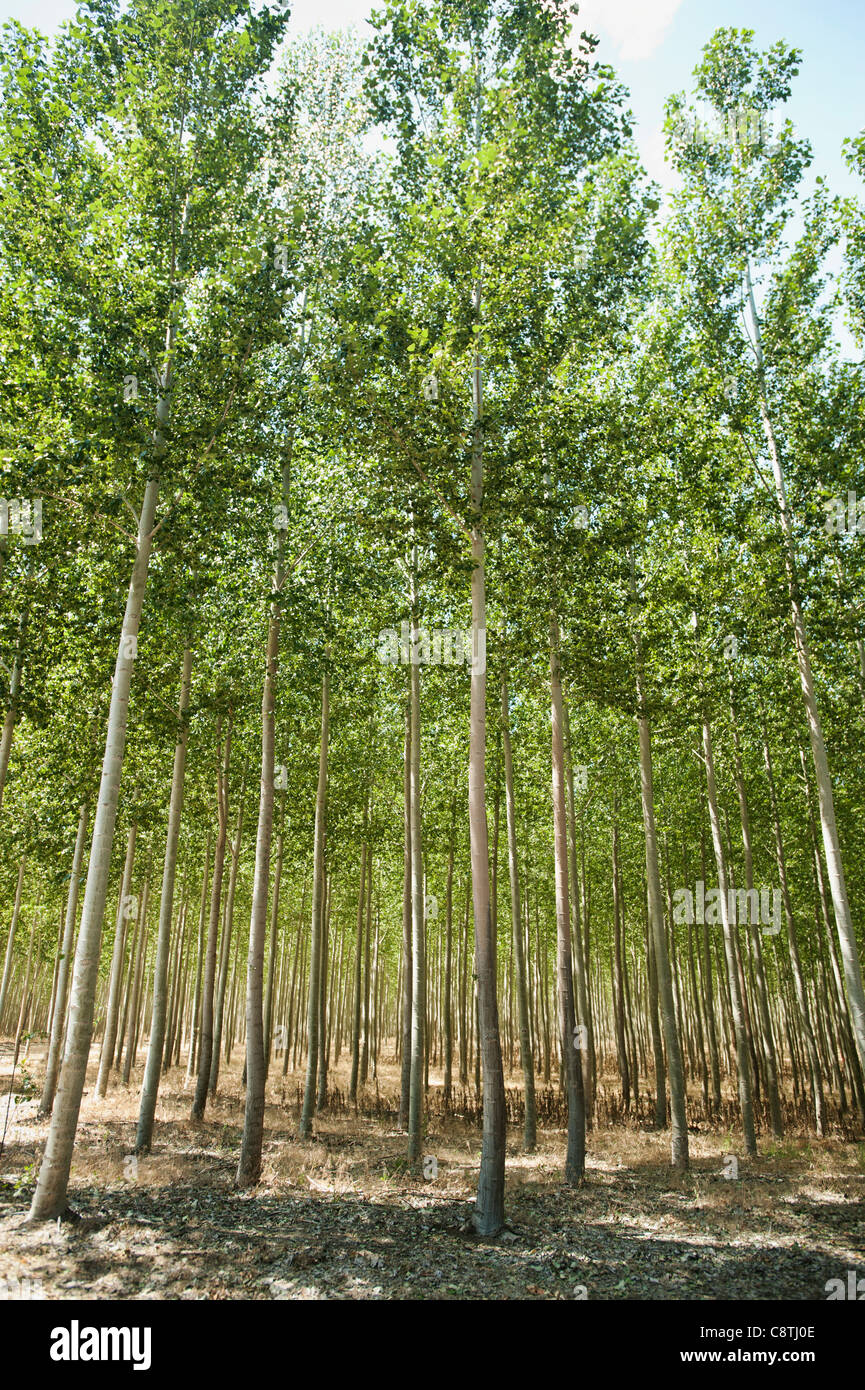 Poplar tree hires stock photography and images Alamy
