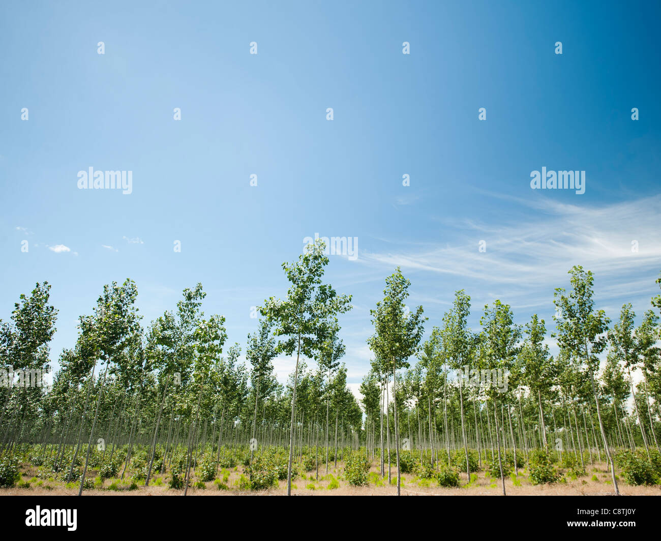 Oregon usa poplar tree plantation hires stock photography and images