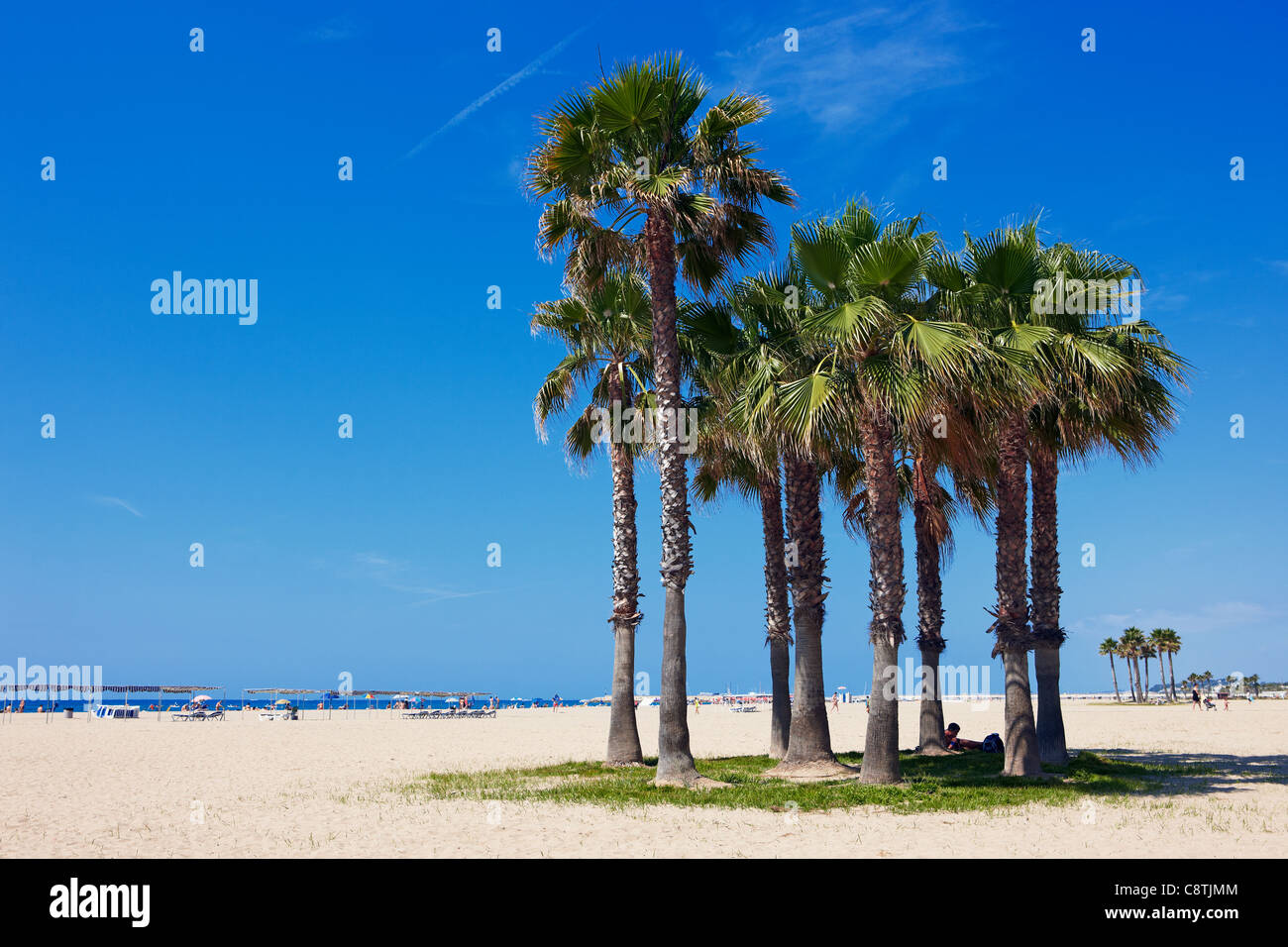 Palm trees growing on Sant Salvador beach. El Vendrell, Catalonia, Spain. Stock Photo
