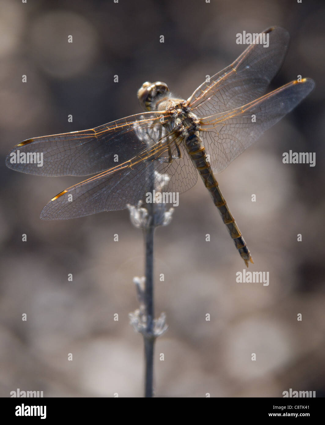 A dragonfly rests on a plant Stock Photo - Alamy