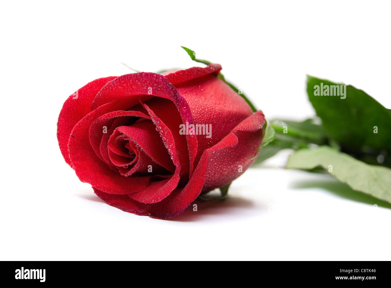 Red rose isolated on the white background Stock Photo - Alamy