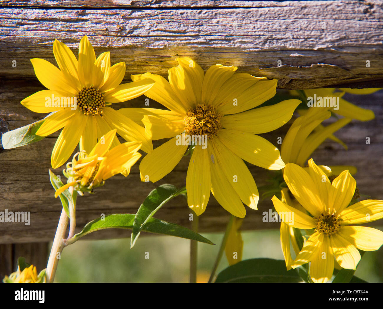 Yellow Texas wildflowers on a wooden fence at the Ladybird Johnson