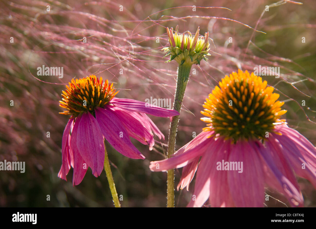 Purple Coneflower and Muhly Grass Macro Photo Stock Photo