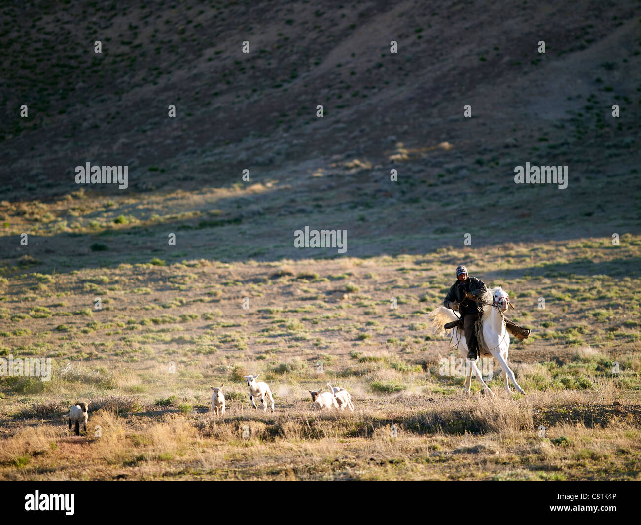 Cowboy riding horse herding hi-res stock photography and images - Alamy
