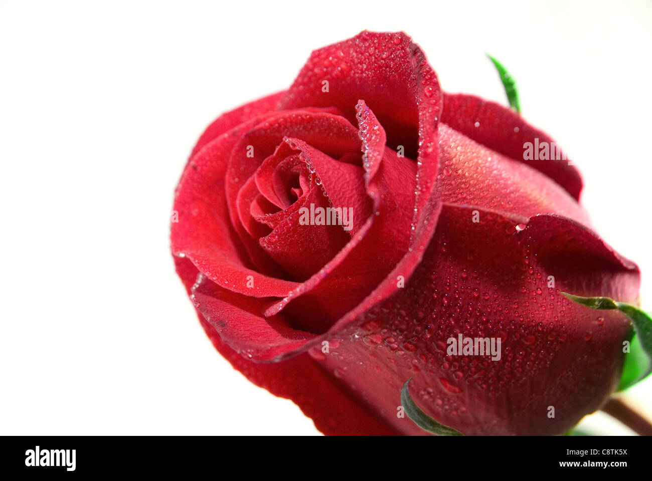 Close-up of red rose isolated on the white background Stock Photo - Alamy
