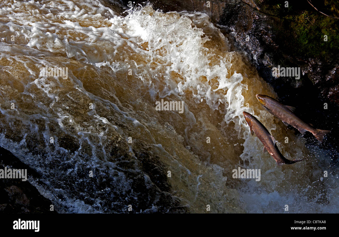 Two wild Salmon compete for position to leap up the natural salmon leap