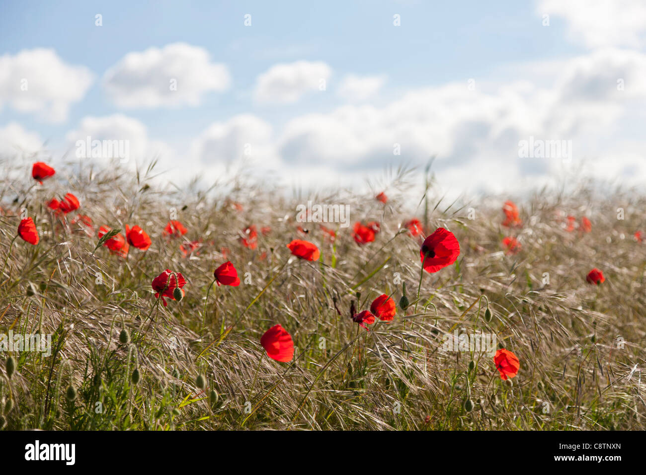 France, Picardy, Somme, Pont Remy, Red poppy flowers Stock Photo
