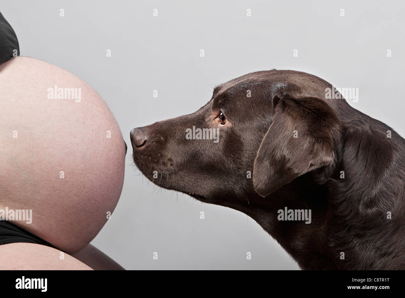 Dog labrador pregnant hi res stock photography and images Alamy