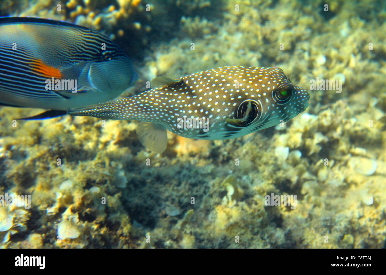 underwater in Red sea - Whitespotted puffer fish Stock Photo