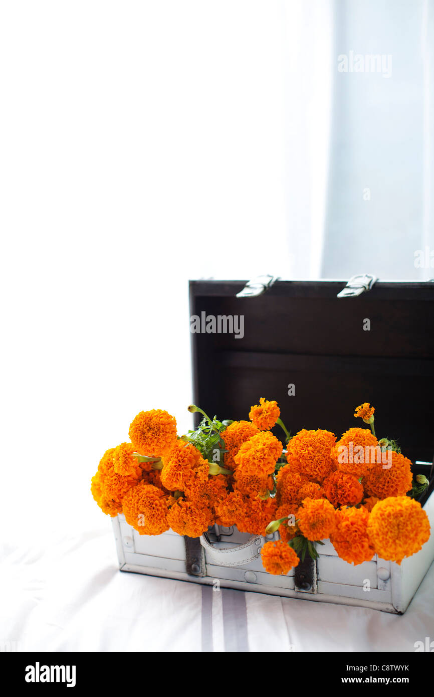 Flowers In A Bag Stock Photo Alamy