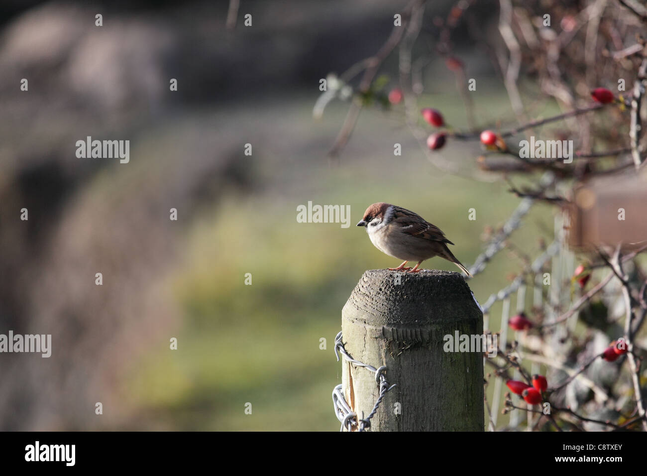 Tree Sparrow Rspb Fairburn ings rspb hi-res stock photography and images - Alamy