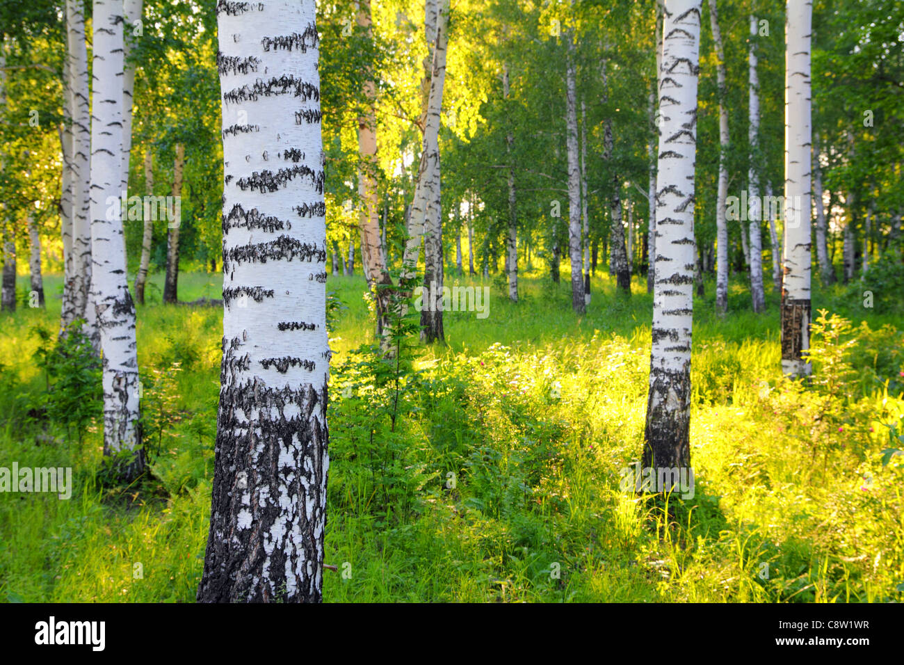 scene in summer birch woods - Russia Stock Photo - Alamy