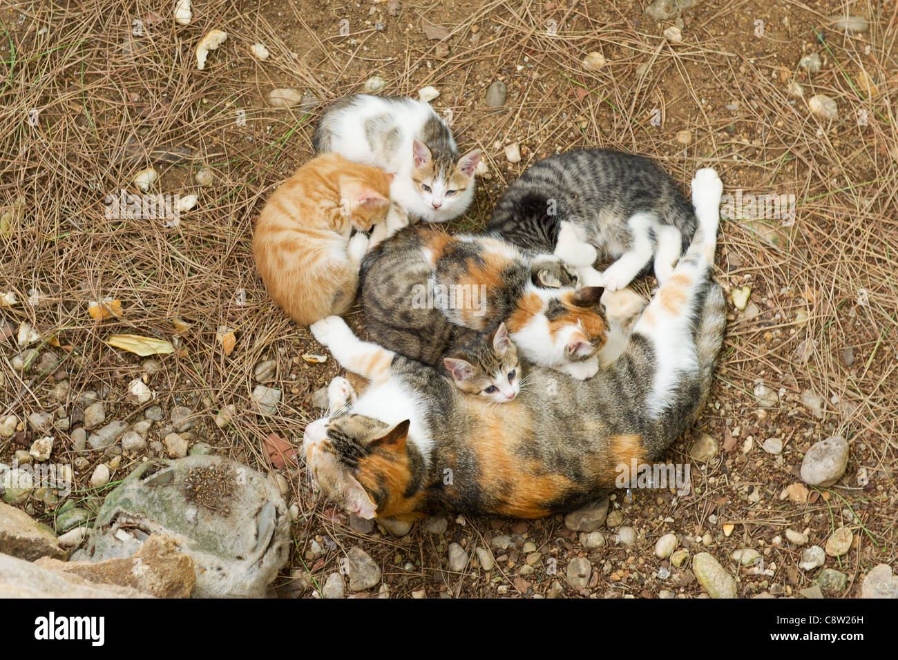 Stray cat outdoor in nature with many young kitten Stock Photo Alamy