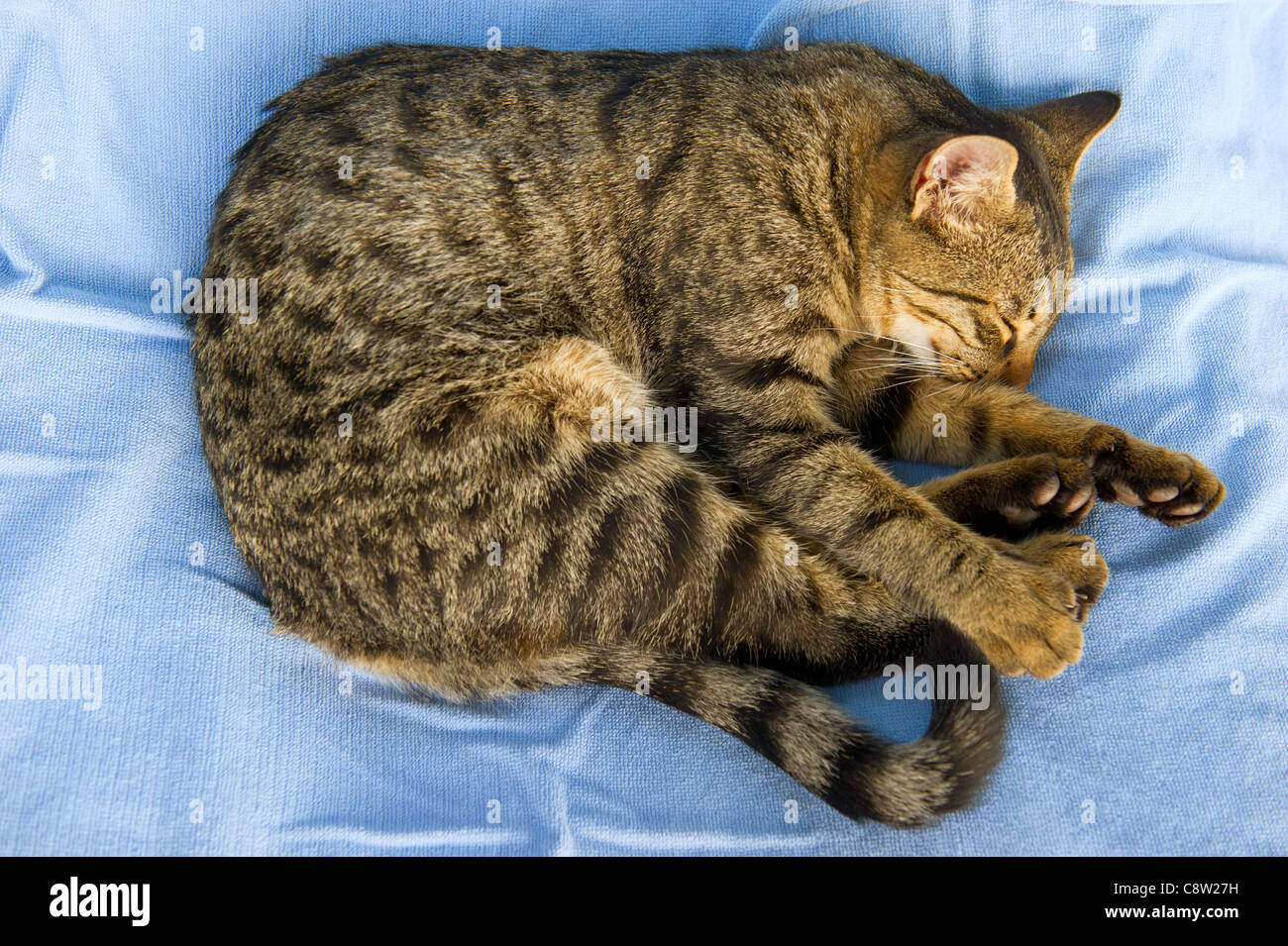 Tabby cat laying outdoor in the sun on blue Stock Photo - Alamy