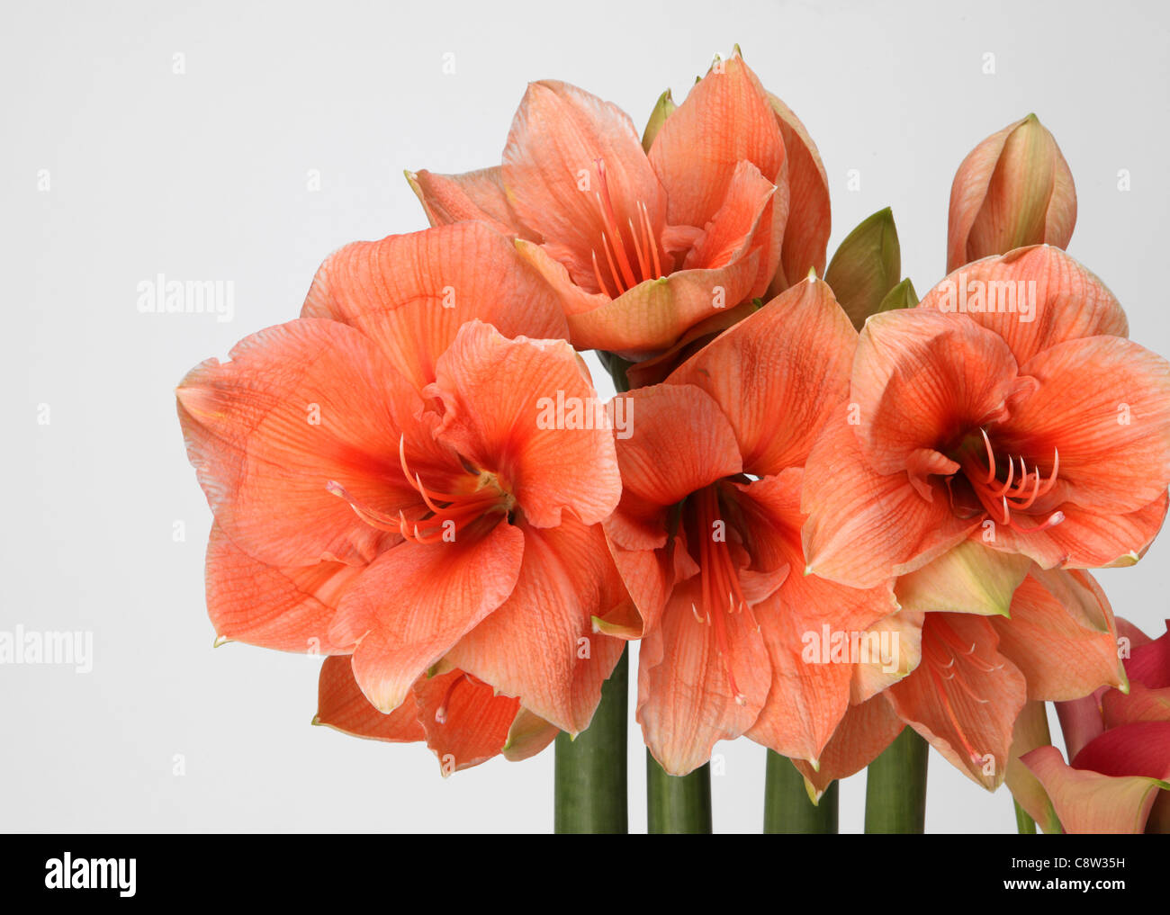 A close-up of a colorful bouquet of flowers. Salmon amarylis lilies Stock Photo