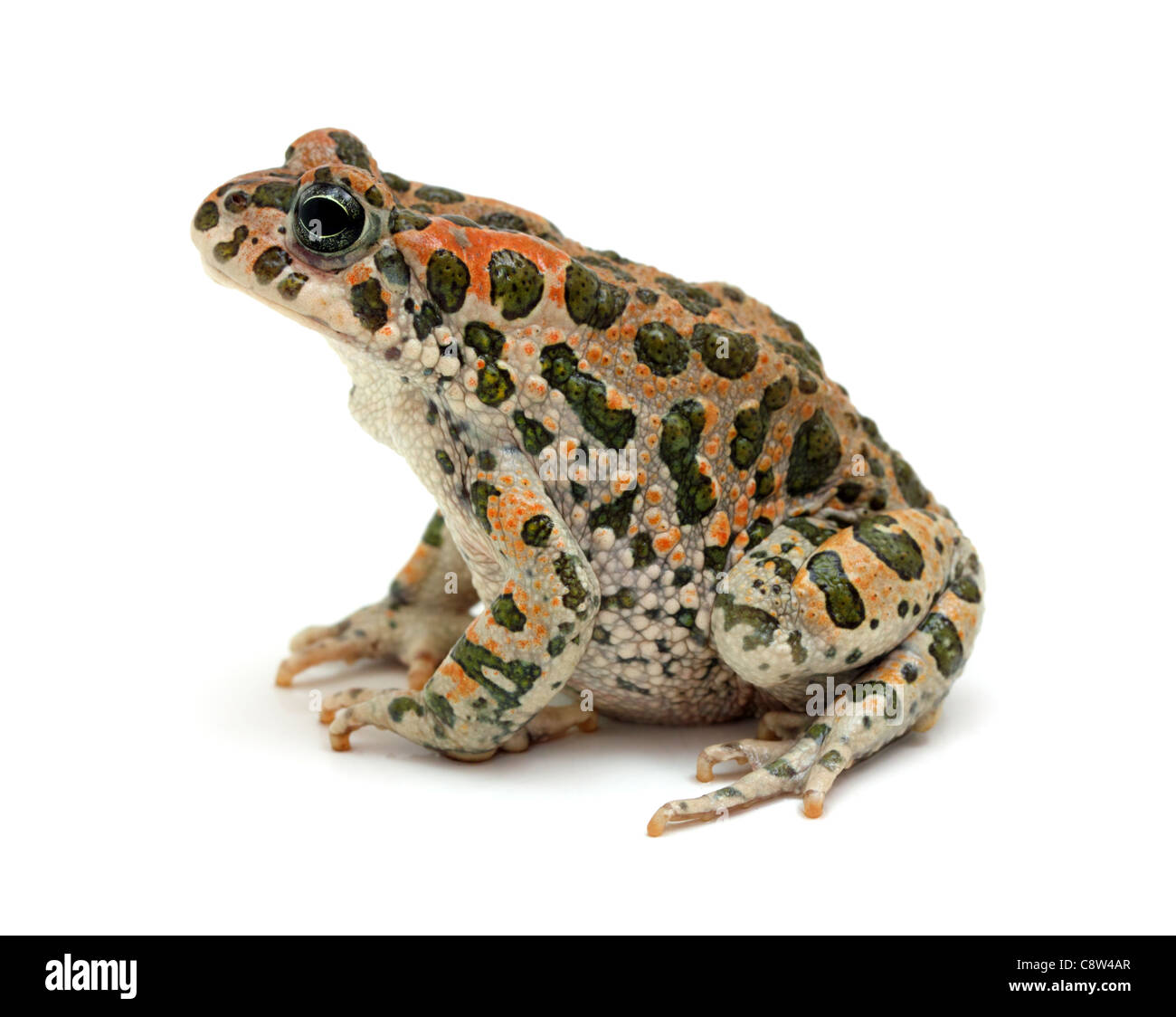 spotted toad sitting - isolated on white background Stock Photo - Alamy