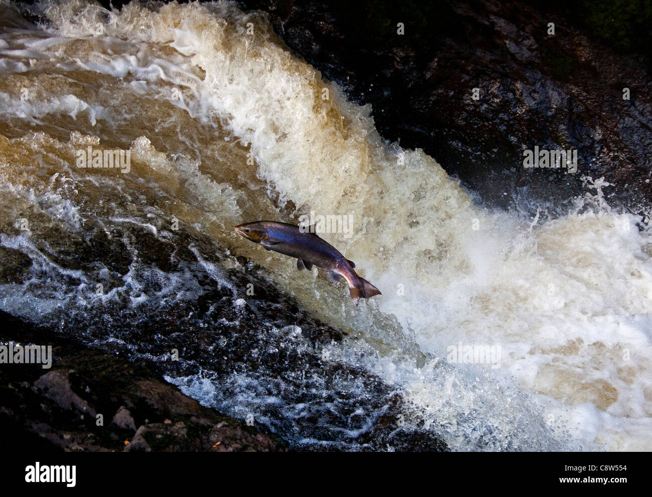 Wild Salmon leap up the natural salmon leap and waterfall to return to