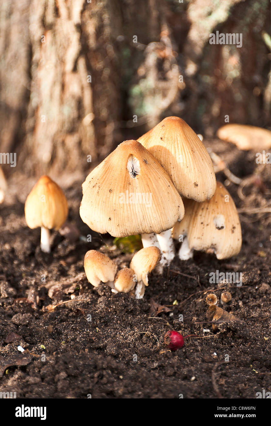 Glistening Ink Cap Mushrooms in a Hedgerow in a Cheshire Garden Alsager England United Kingdom UK Stock Photo