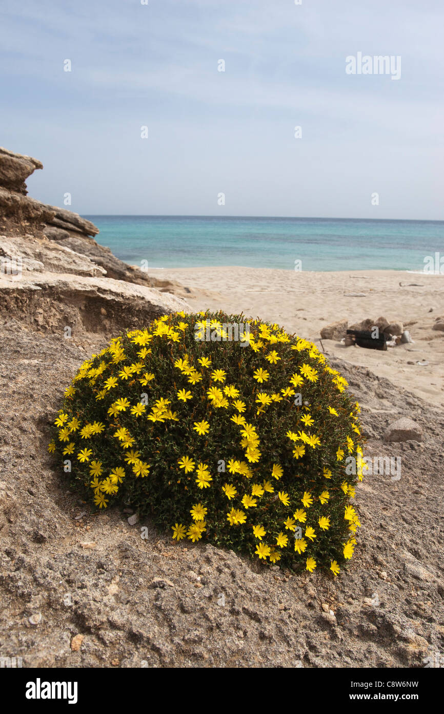 Typical Mallorca Majorca plant Mediterranean woody spurge (Euphorbia dendroides) Stock Photo