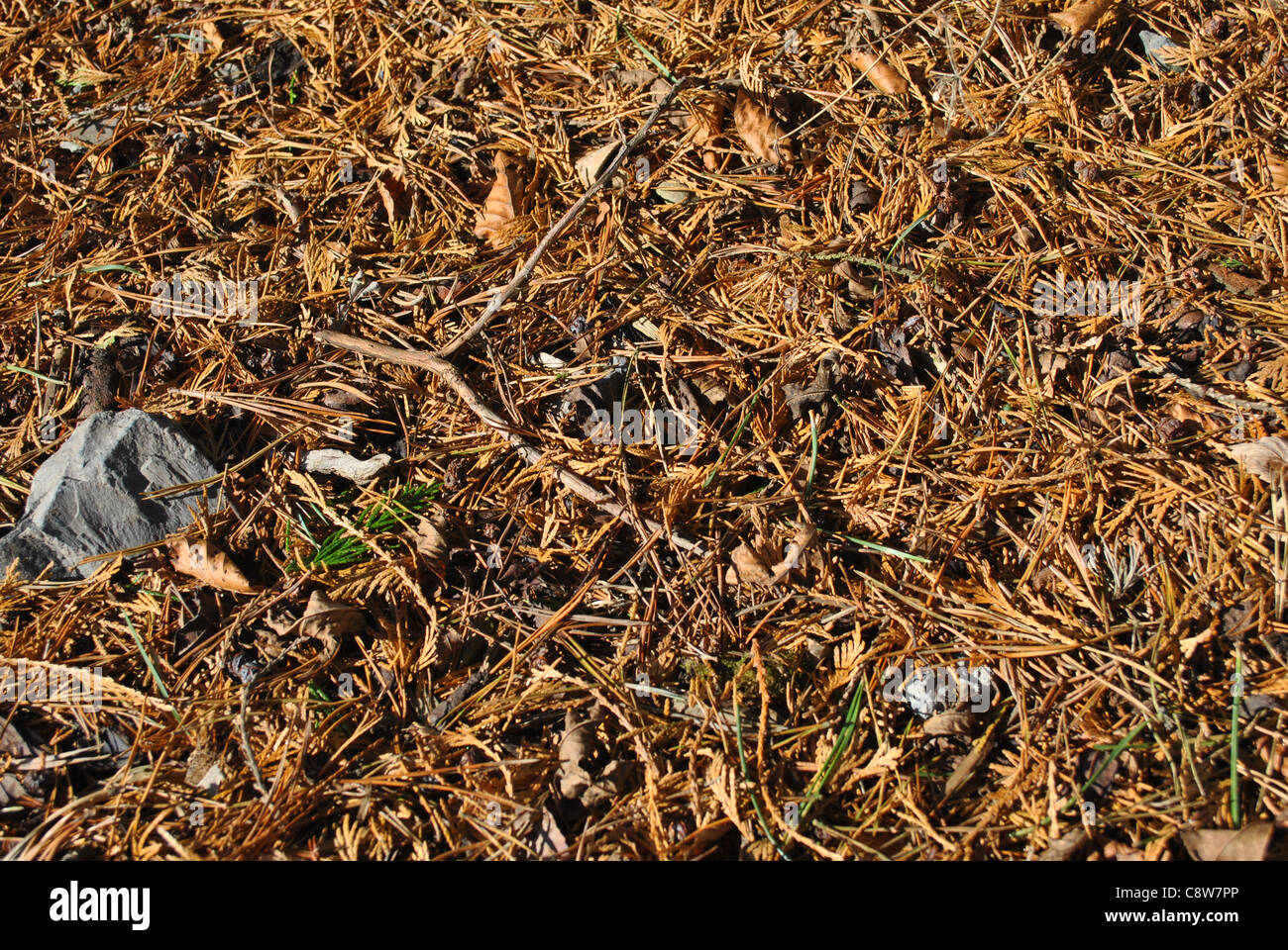 background forest floor Stock Photo - Alamy