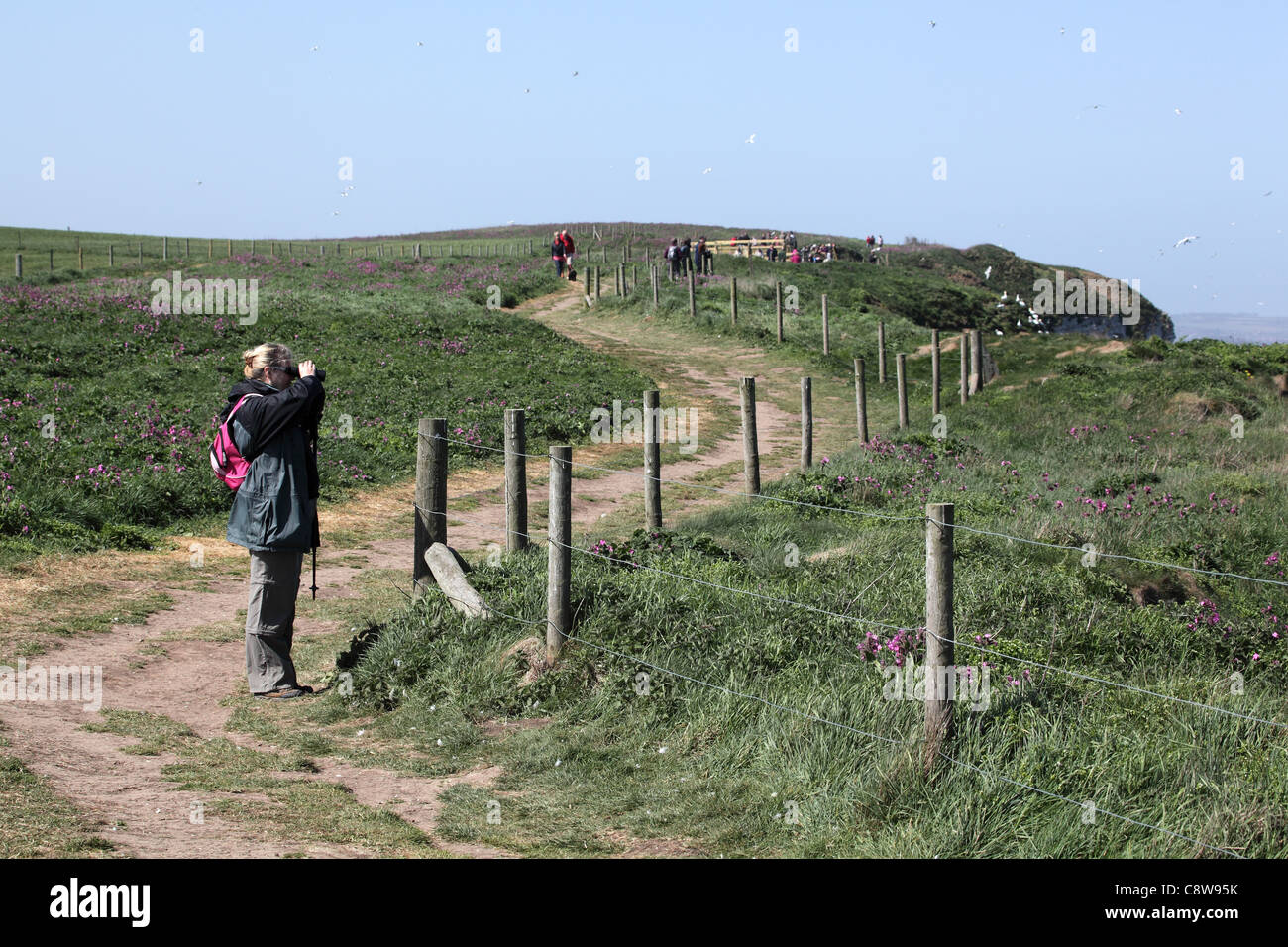 Woman birdwatching with binoculars at Bempton Cliffs. April 30th 2011 Stock Photo