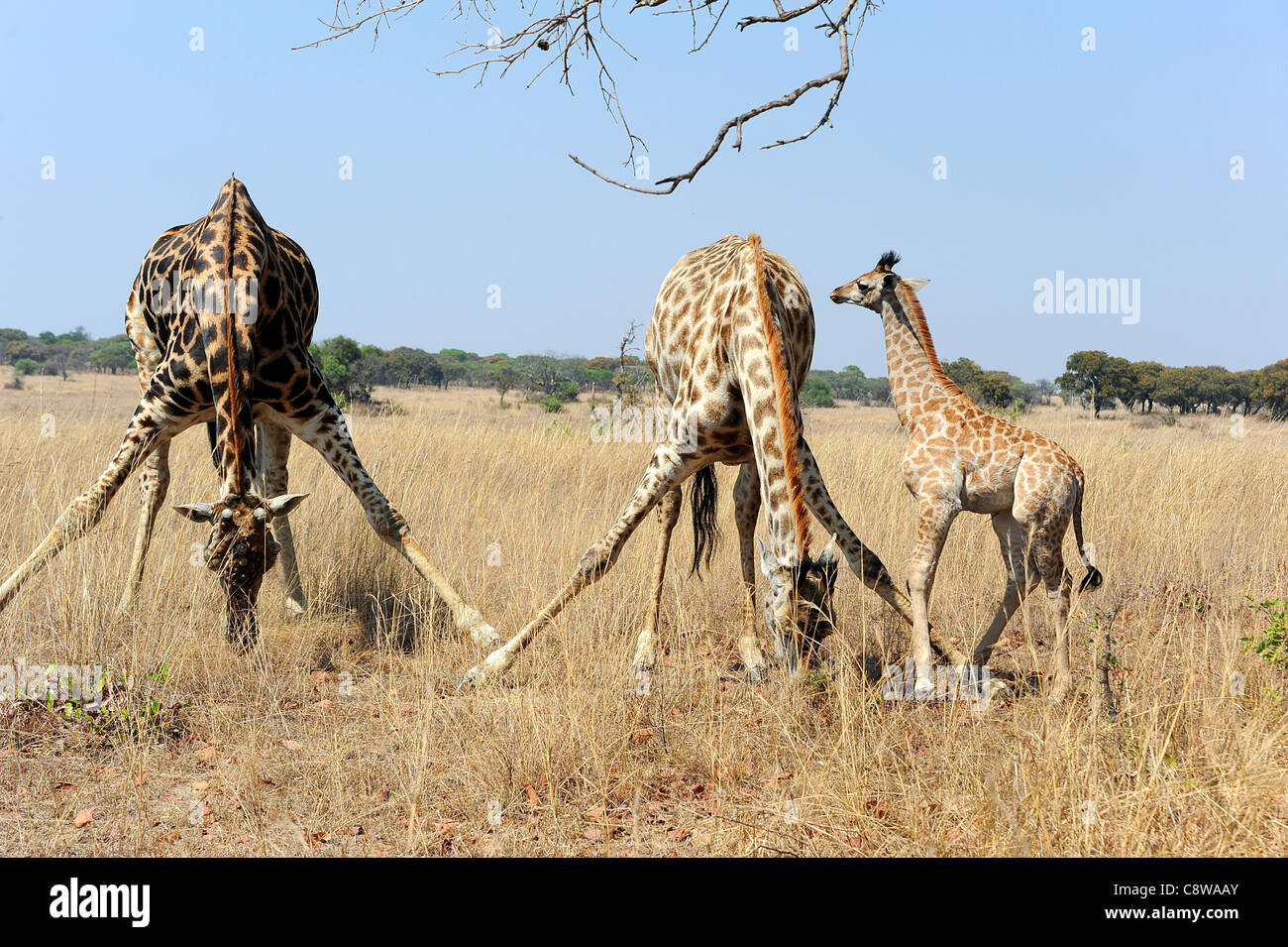 Giraffe family (Giraffa camelopardalis) in the bush at Imire Safari Ranch, Zimbabwe. Stock Photo