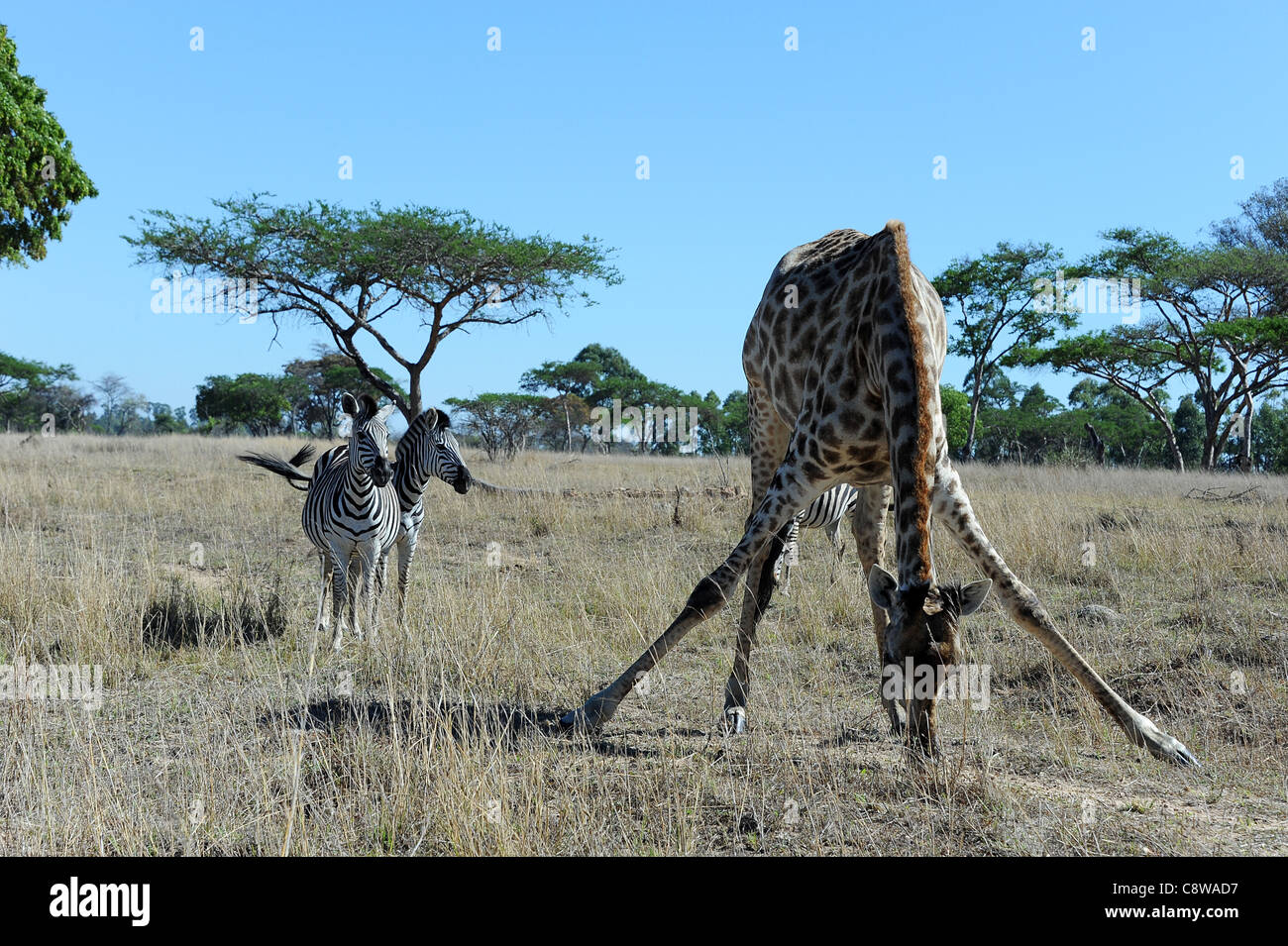 Giraffe (Giraffa camelopardalis) and zebras in the bush at Imire Safari Ranch, Zimbabwe. Stock Photo