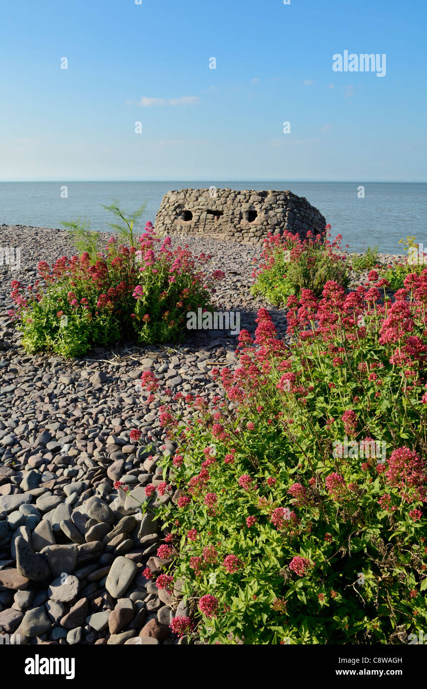 Red Valerian growing on the beach at Porlock Weir in summer, Exmoor National Park, Somerset, England. Stock Photo