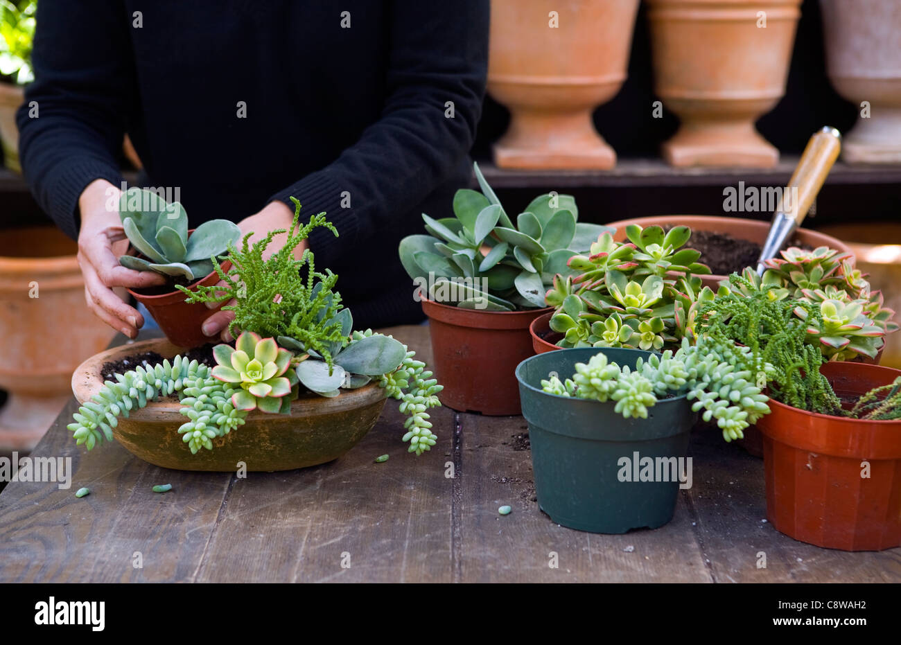 Person putting plants into pot Stock Photo Alamy