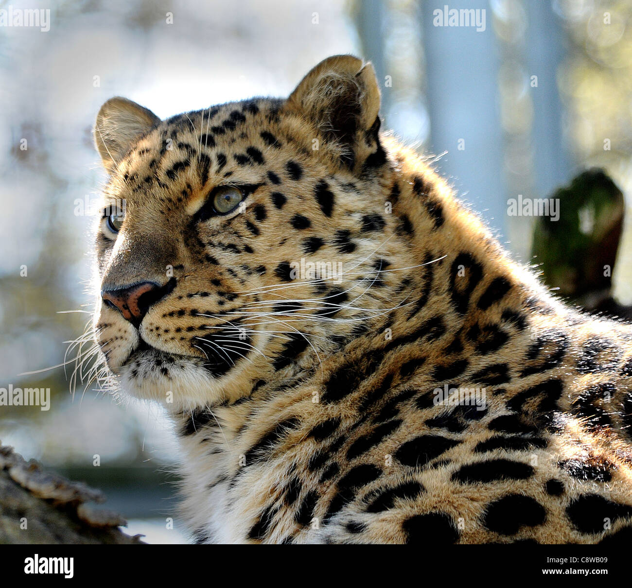 AMUR LEOPARD AT MARWELL ZOOLOGICAL PARK, NEAR WINCHESTER, HANTS. P Stock Photo