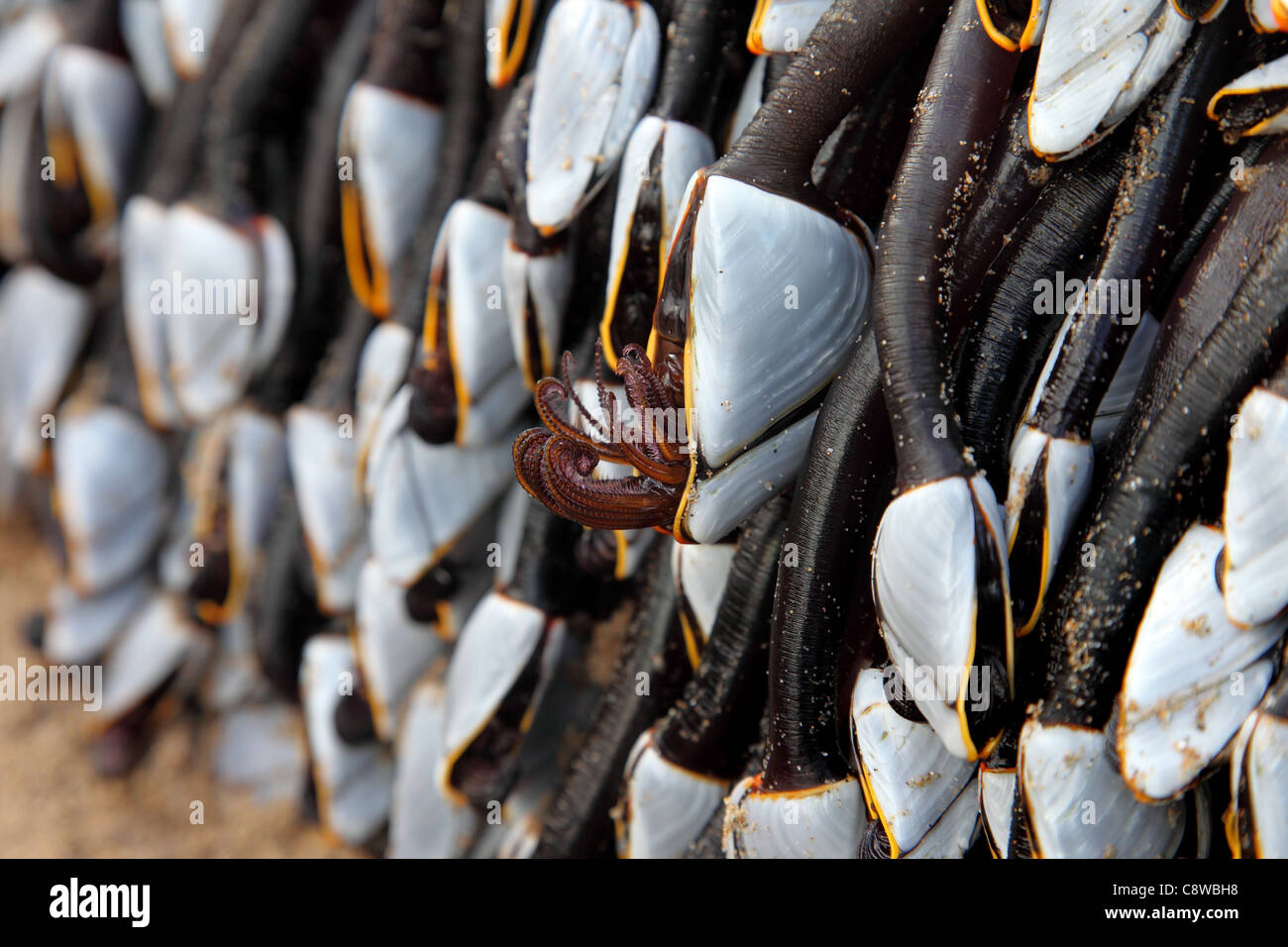 Goose Barnacles Lepas anatifera Showing Cirri UK Stock Photo