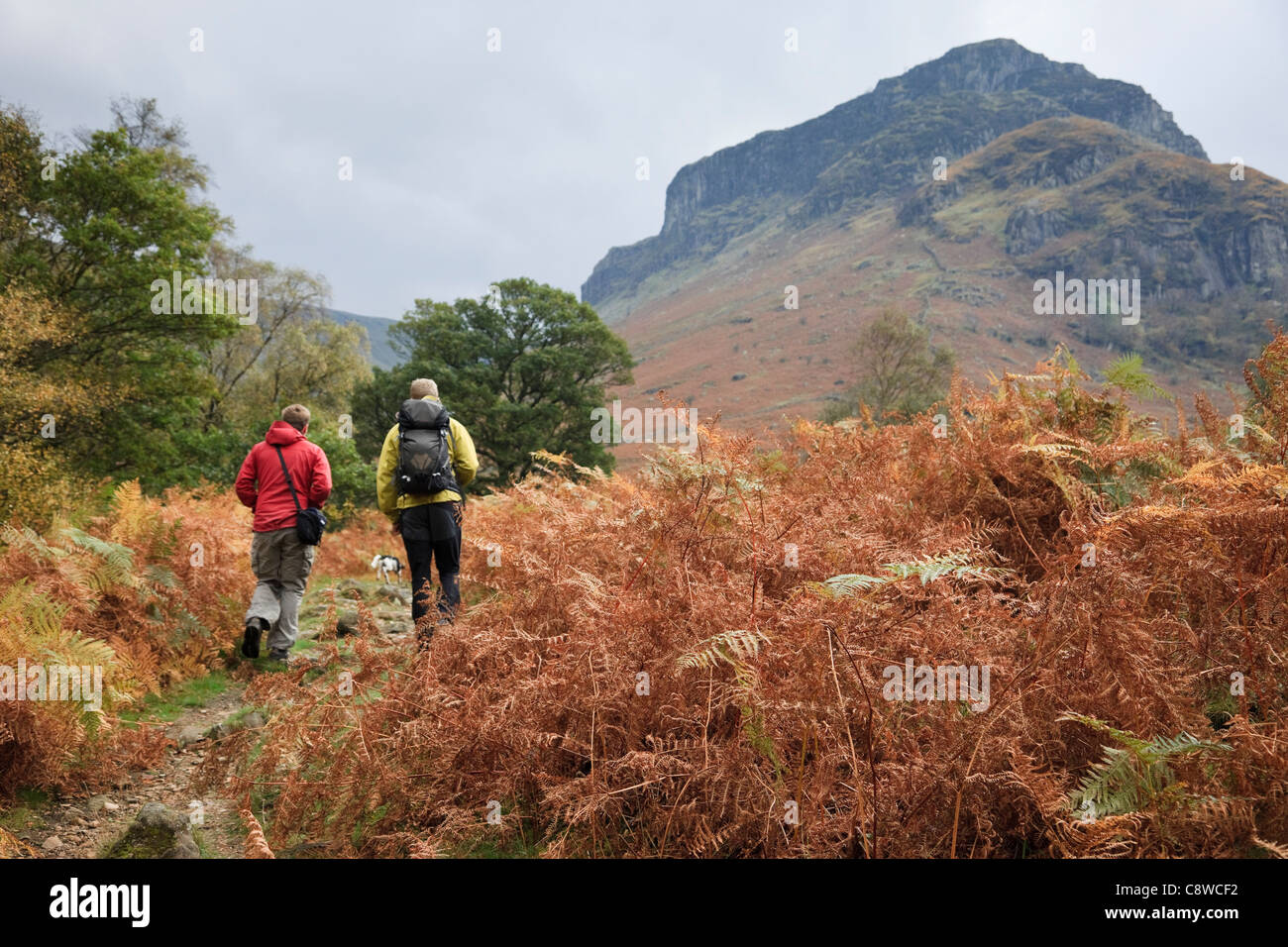 2 Men walking on a country walk through bracken fern in autumn in northern Lake District National Park. Stonethwaite Borrowdale Cumbria England UK Stock Photo