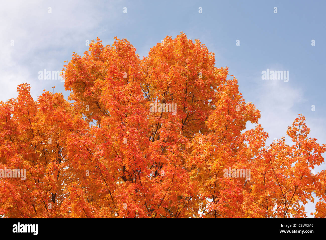 Maple tree leaves turning orange in the fall Stock Photo Alamy