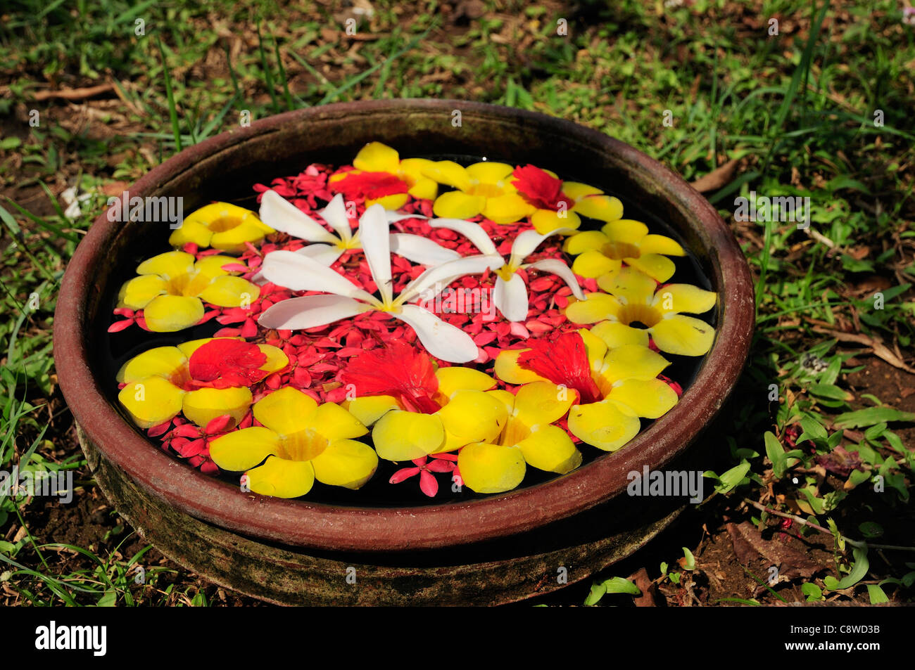 Flowers of kerala hires stock photography and images Alamy