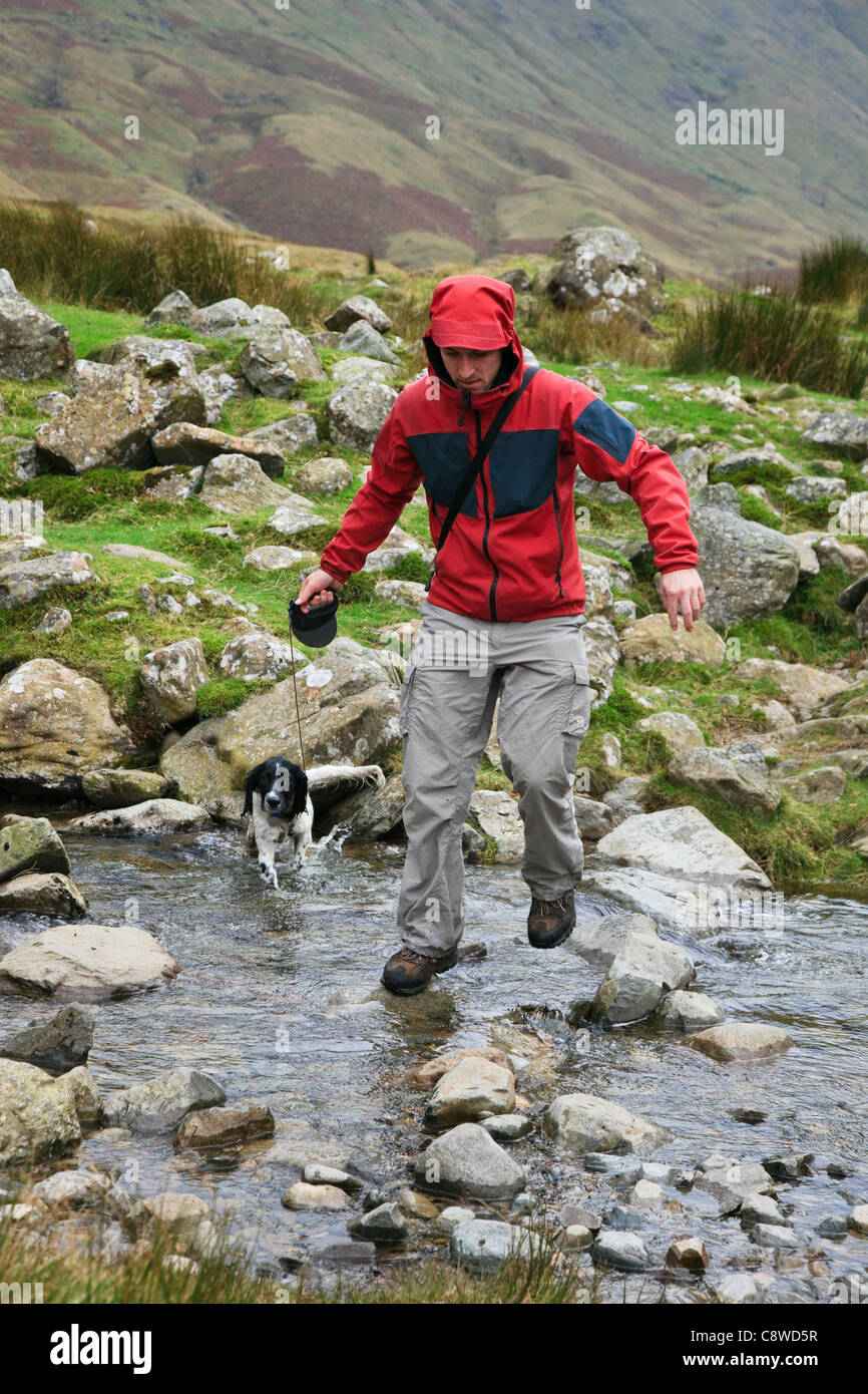Millennial man in waterproof jacket crossing a stream on stepping stones walking a dog on a lead in the rain. Lake District Cumbria England UK Britain Stock Photo