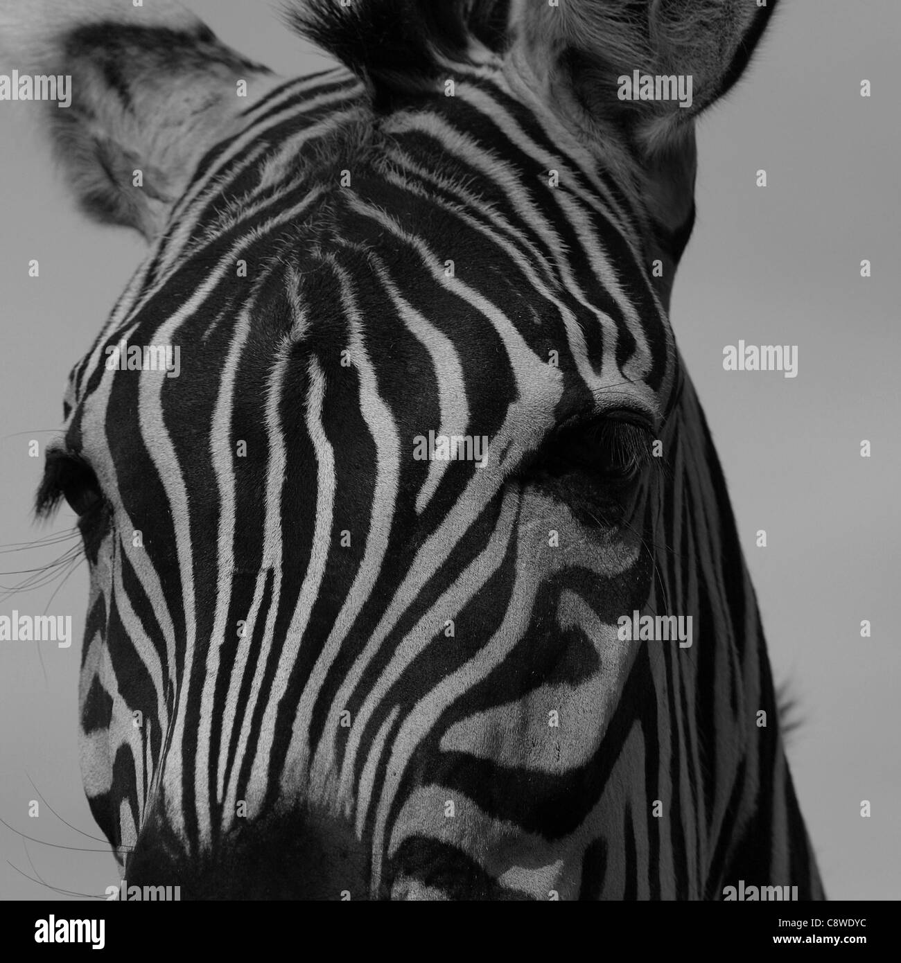 Detail of a zebra ( Equus zebra) Stock Photo