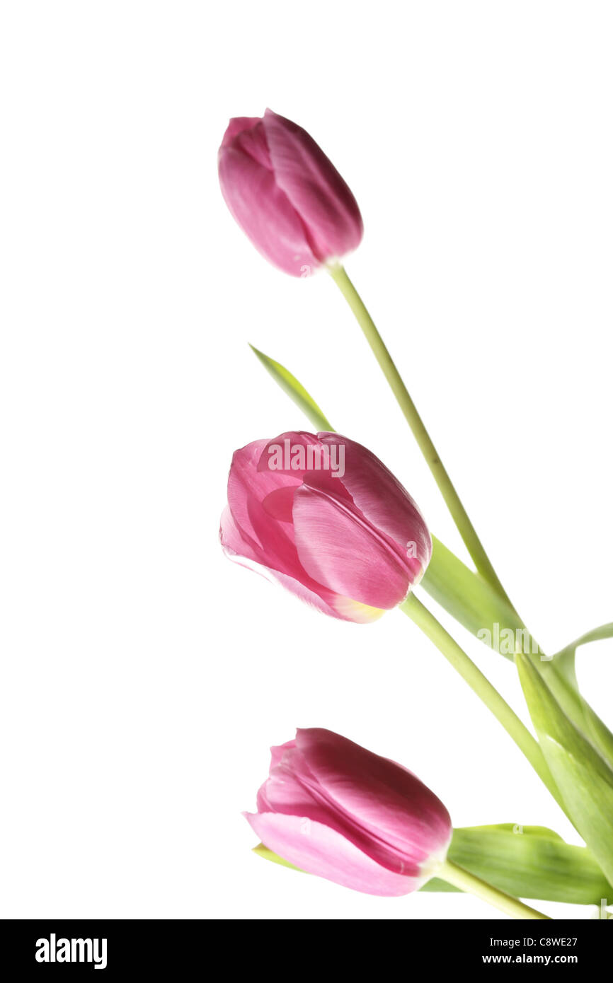 Bunch of pink tulips isolated over white background Stock Photo