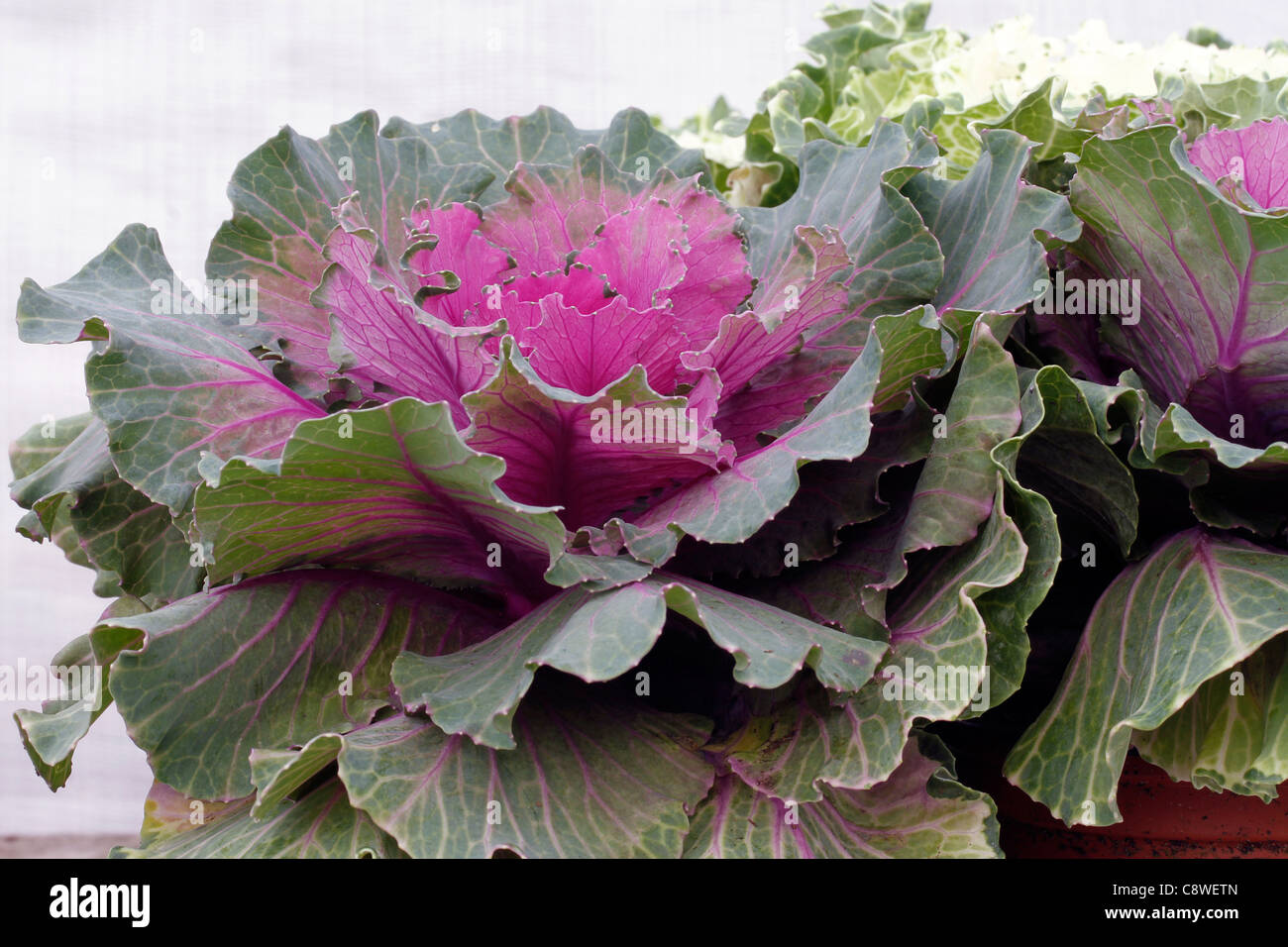 Brassica cabbage Stock Photo Alamy