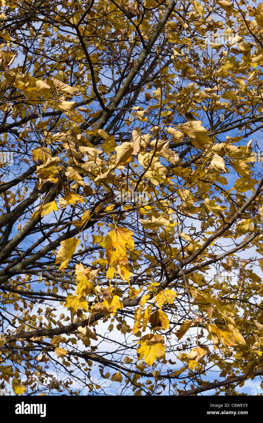 Golden yellow maple tree in autumn, detail Stock Photo - Alamy